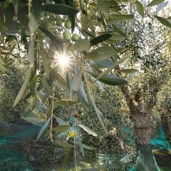 Raíces profundas, aceite con alma.
